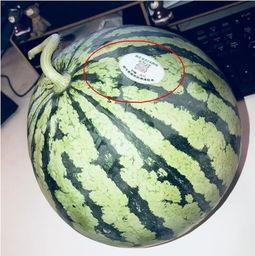 唐县网红的吃瓜,揭秘幕后故事与热门话题