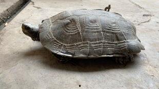 亚洲巨龟完整视频,探寻神秘生物的生存传奇