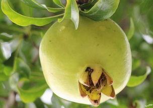 石榴视频成人黄版,成人黄版内容深度解析