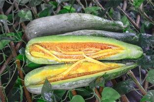 吃小网红瓜,那些你不知道的小秘密