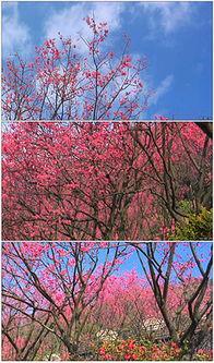 成人樱花免费视频